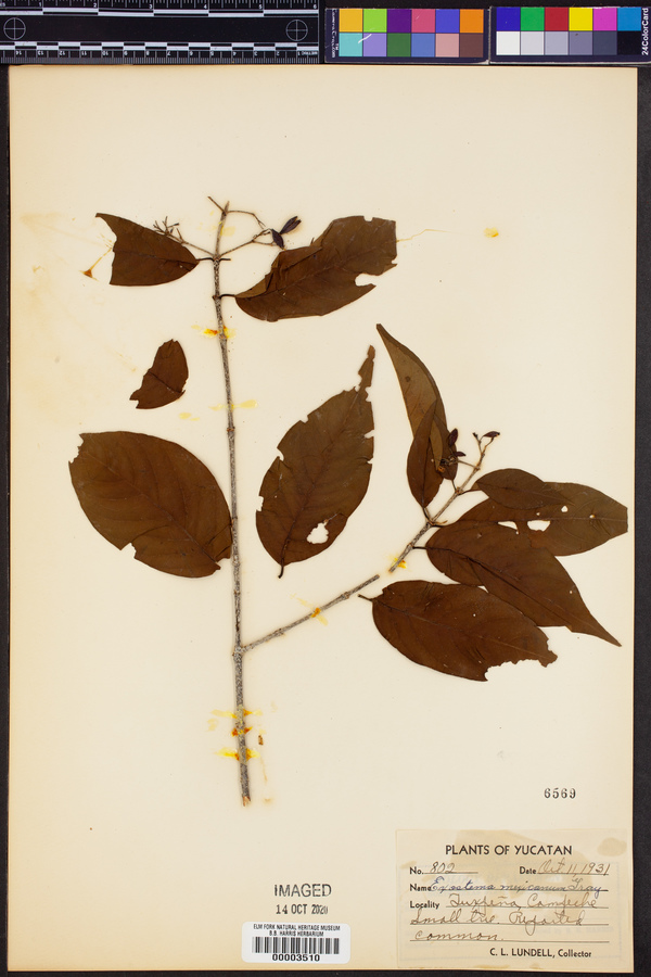 Exostema mexicanum image