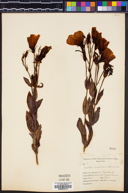 Eustoma exaltatum subsp. russellianum image