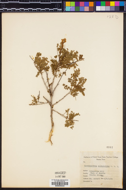 Eysenhardtia amorphoides image