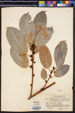 Ficus hemsleyana image