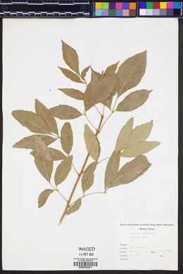 Fraxinus velutina image