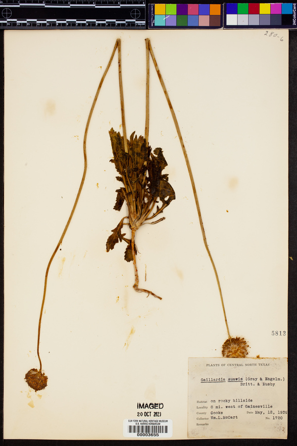 Gaillardia suavis image