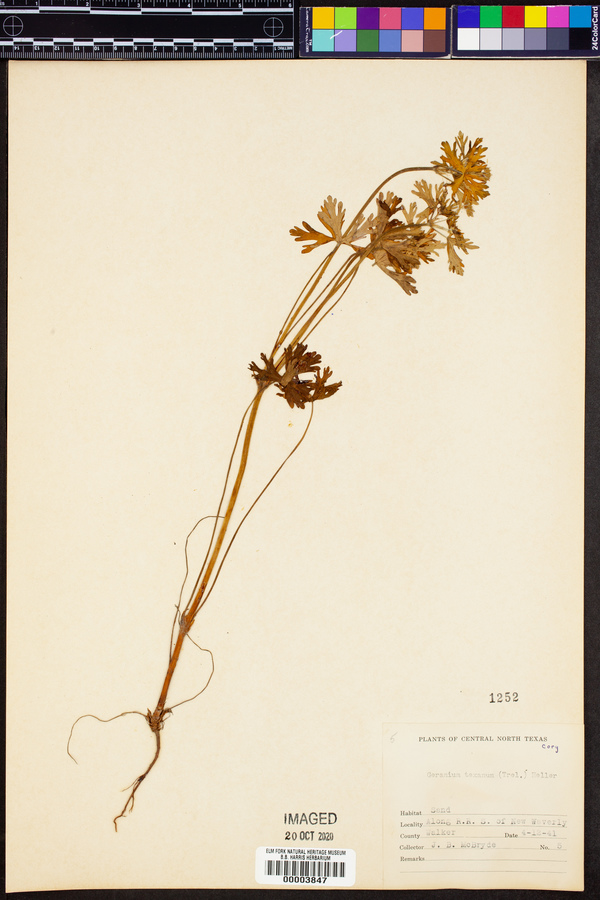 Geranium texanum image