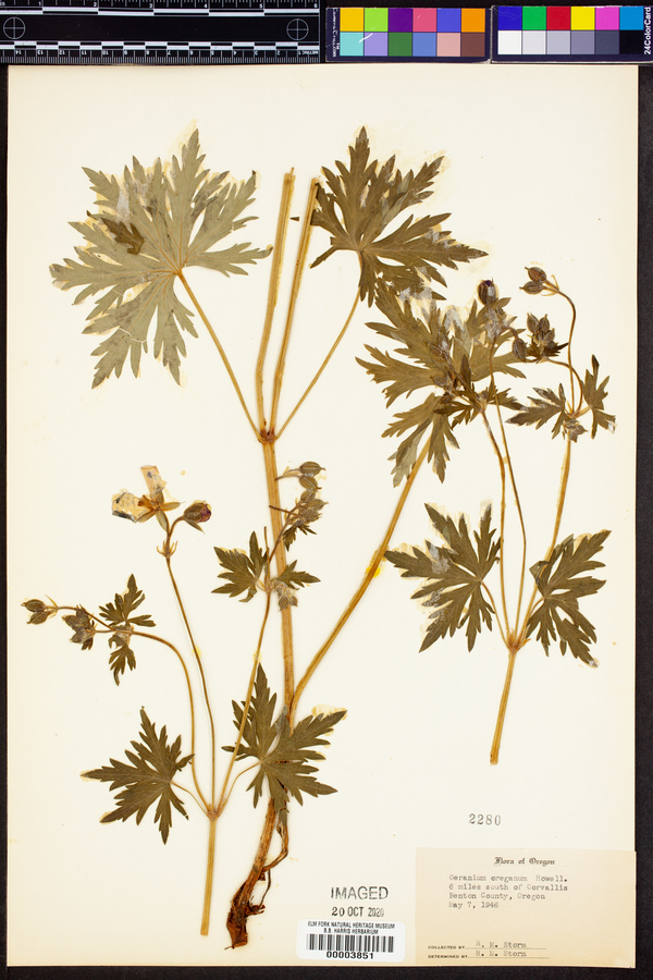 Geranium oreganum image