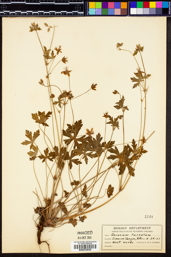 Geranium furcatum image