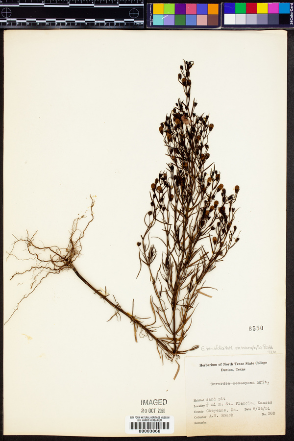 Agalinis tenuifolia var. macrophylla image