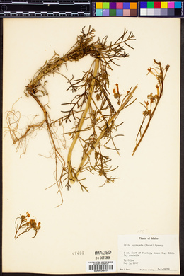 Ipomopsis aggregata image