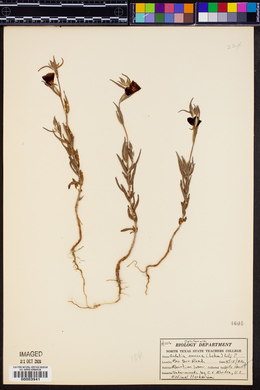 Godetia amoena image