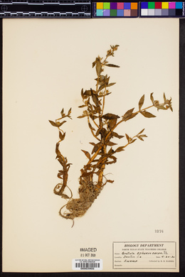 Gratiola sphaerocarpa image