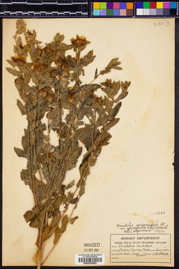 Grindelia microcephala var. adenodonta image