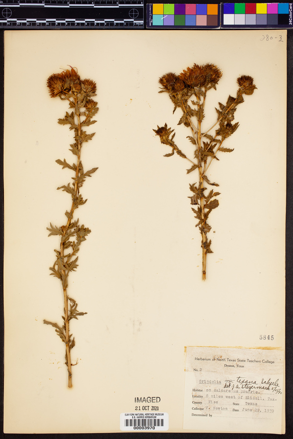 Grindelia texana image