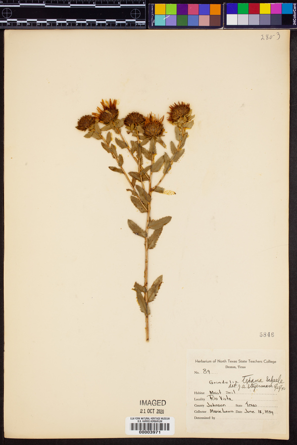 Grindelia texana image