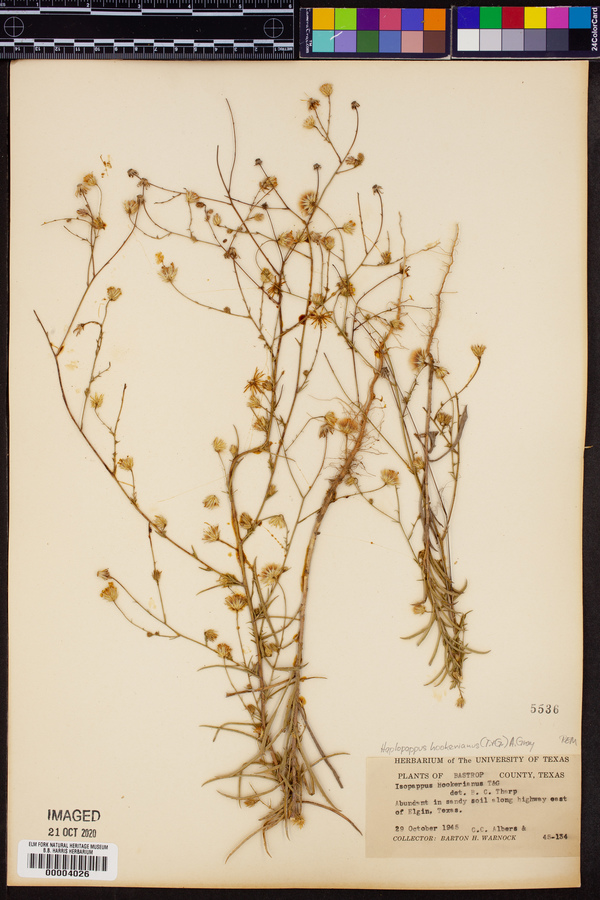 Haplopappus hookerianus image