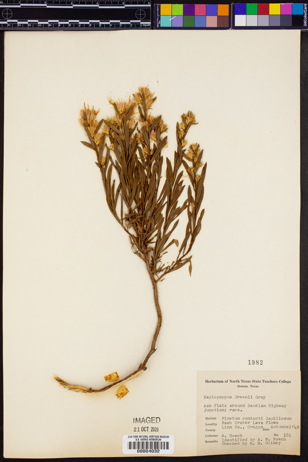 Haplopappus greenei image
