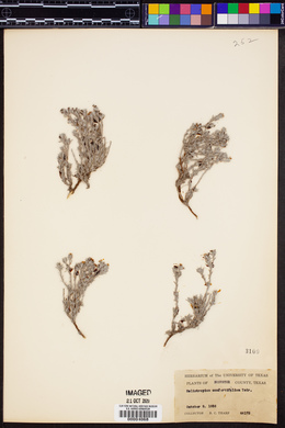 Heliotropium confertifolium image