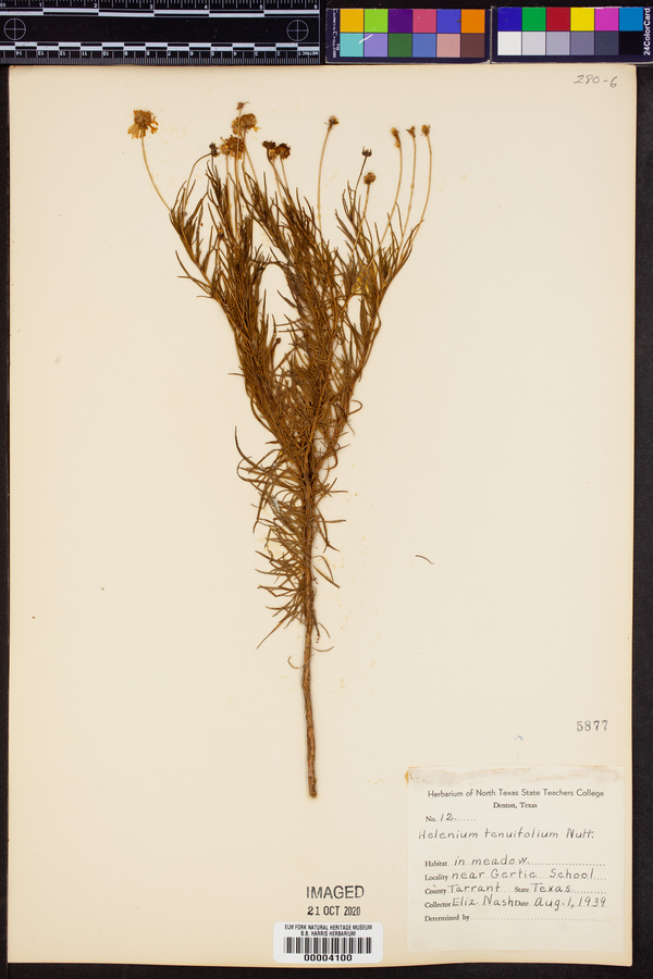 Helenium tenuifolium image