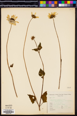 Helianthus debilis var. cucumerifolius image
