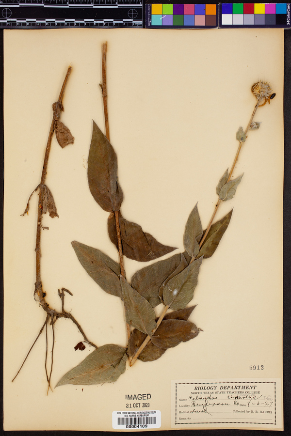 Helianthus × cinereus image