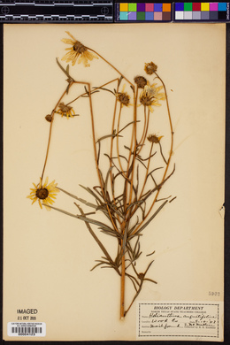 Helianthus angustifolius image