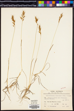 Helictotrichon versicolor image