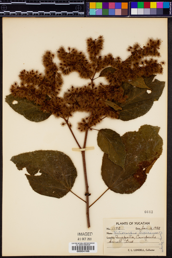 Heliocarpus mexicanus image