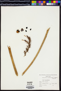 Hesperaloe parviflora image