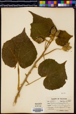Hibiscus clypeatus image