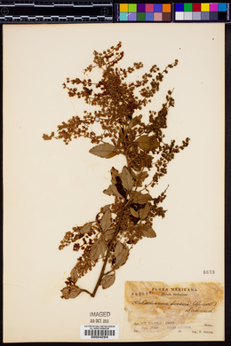 Holodiscus fissus image