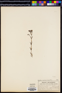 Stenaria nigricans var. nigricans image