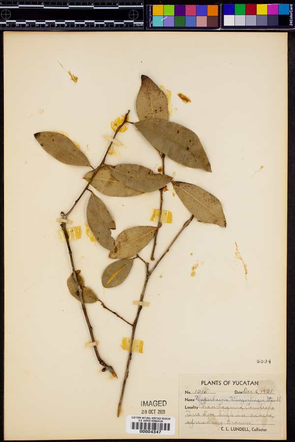 Hyperbaena winzerlingii image