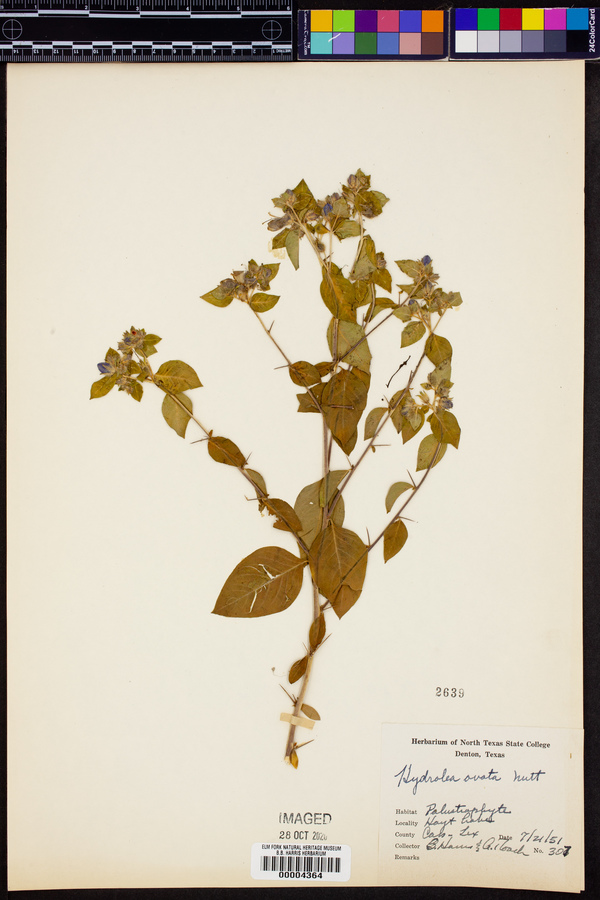 Hydrolea ovata image