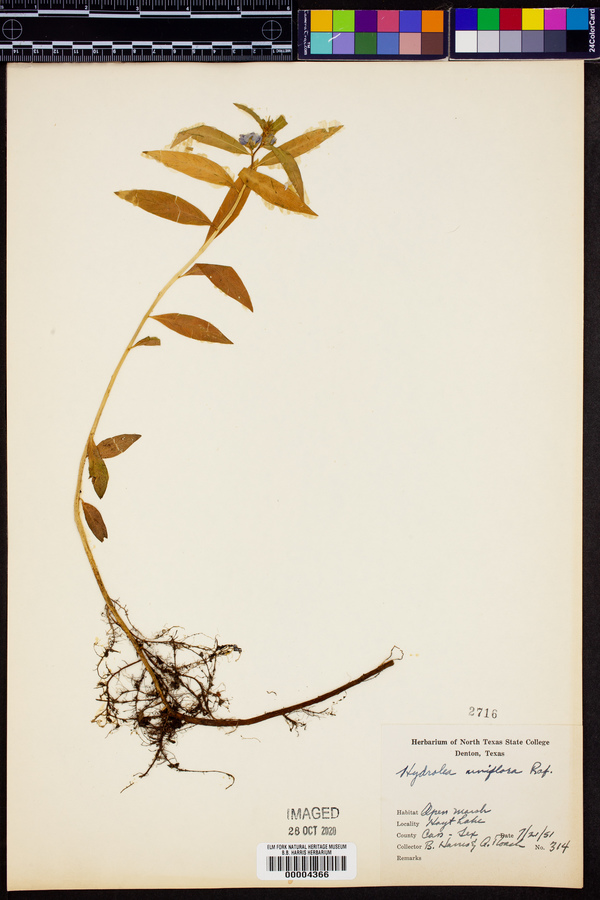 Hydrolea uniflora image