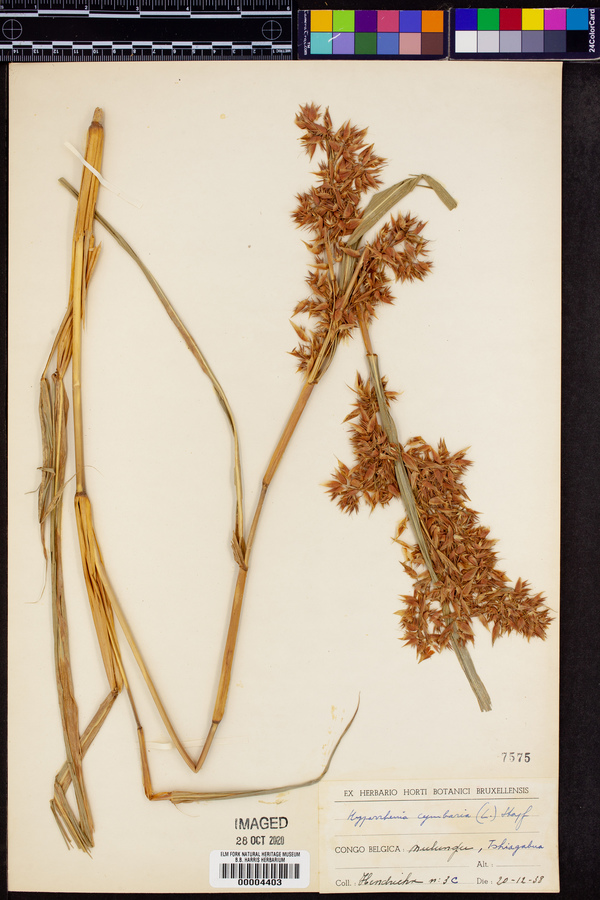 Hyparrhenia cymbaria image