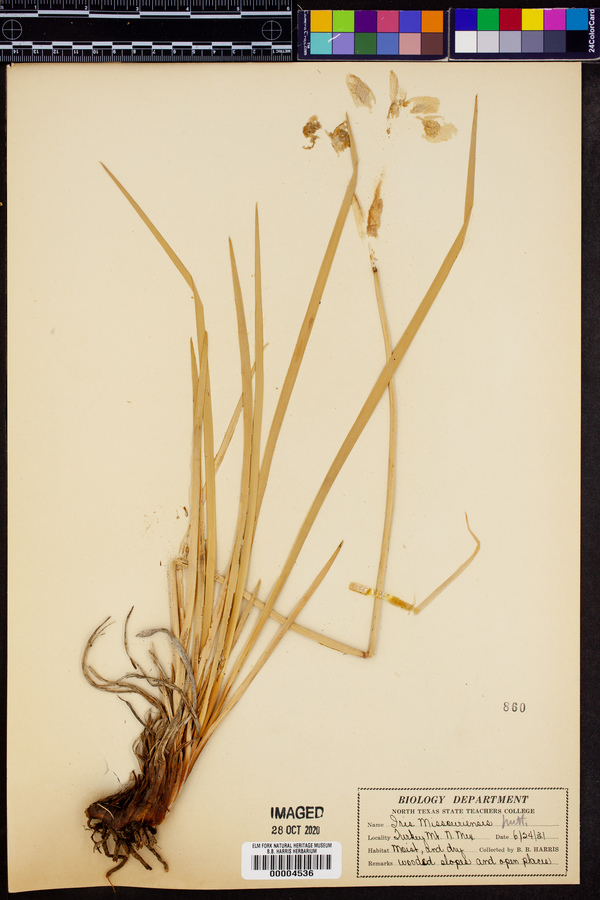 Iris mississippiensis image