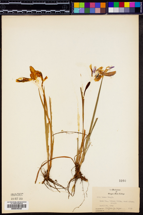 Iris tenax image