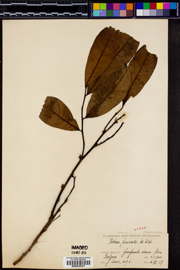 Image Associated With the Occurence