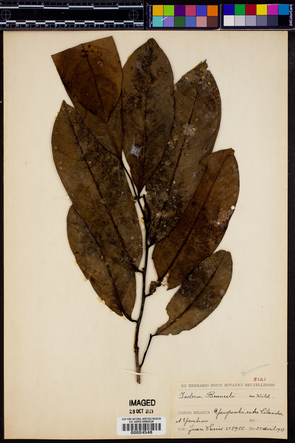 Isoloma image