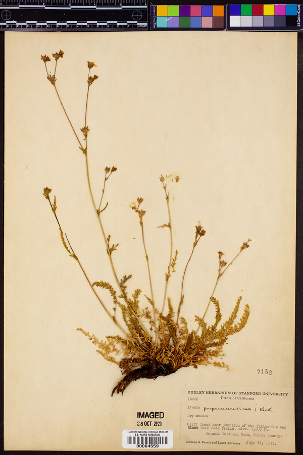 Ivesia purpurascens image