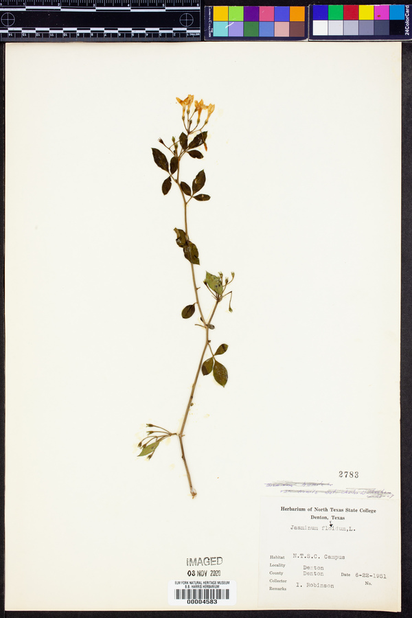 Jasminum floridum image