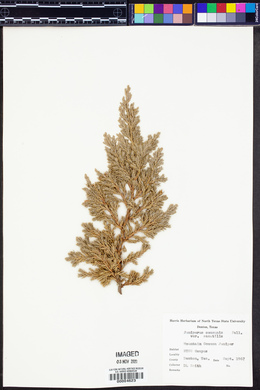 Juniperus communis var. saxatilis image