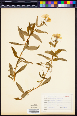 Kneiffia fruticosa image