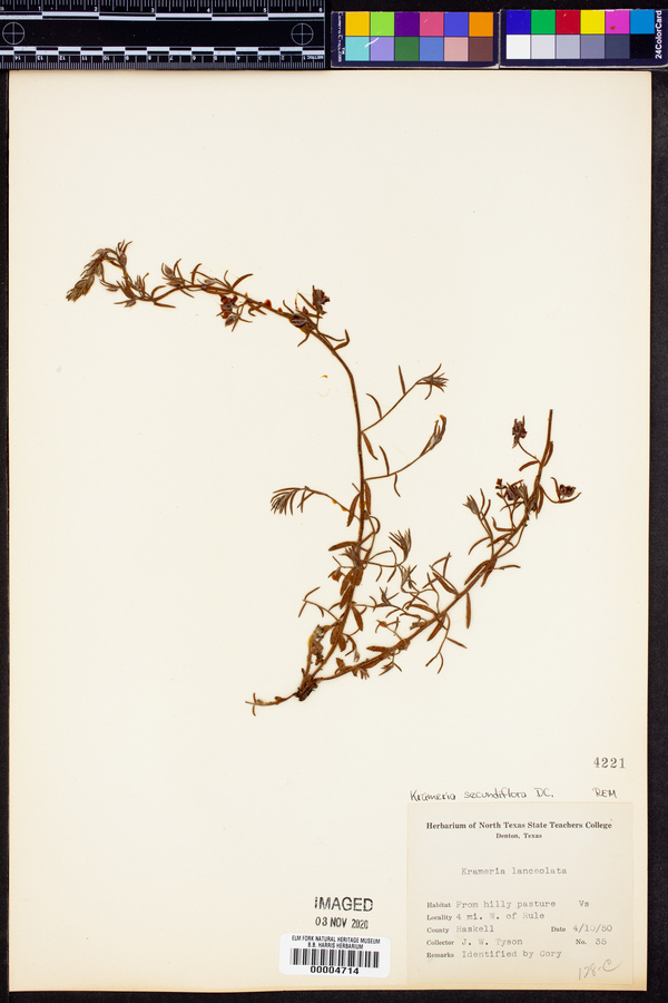 Krameria secundiflora image