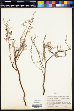 Krameria parviflora image