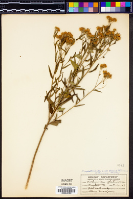 Kuhnia eupatorioides var. texana image
