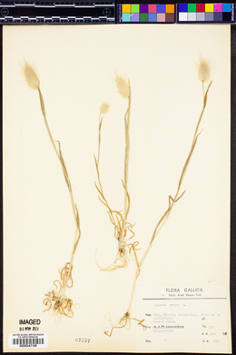 Lagurus ovatus image