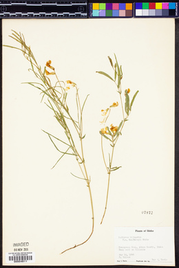 Lathyrus bijugatus var. sandbergii image