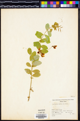 Lathyrus nuttallii image