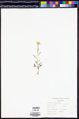 Physaria gracilis subsp. gracilis image