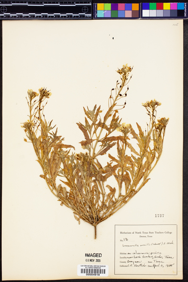 Physaria gracilis subsp. gracilis image