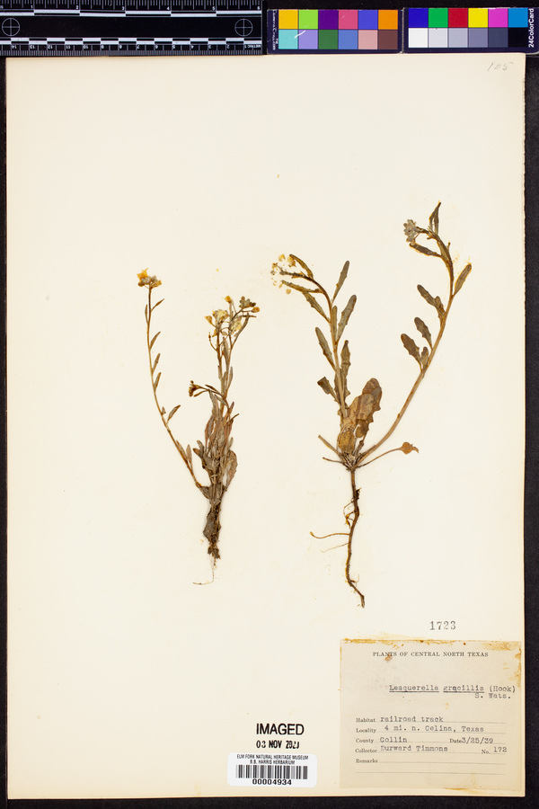 Physaria gracilis subsp. gracilis image